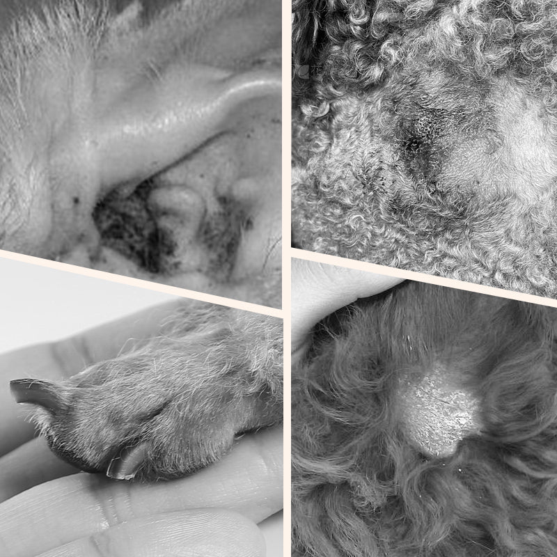 Gentle Pet Ear Cleaning Liquid Swabs